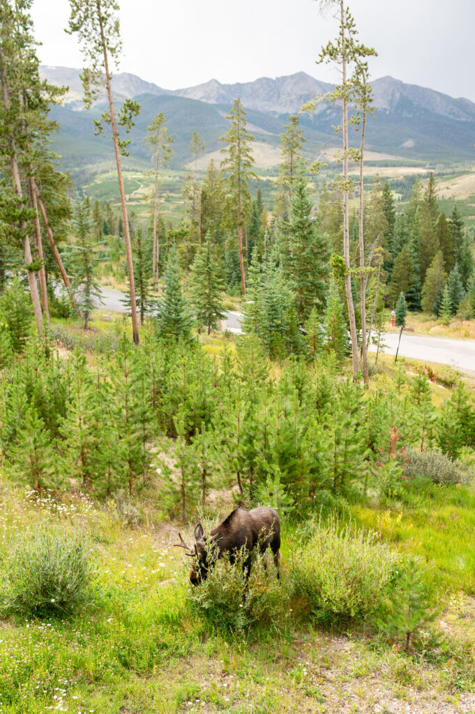 Mountain Wedding in Breckenridge